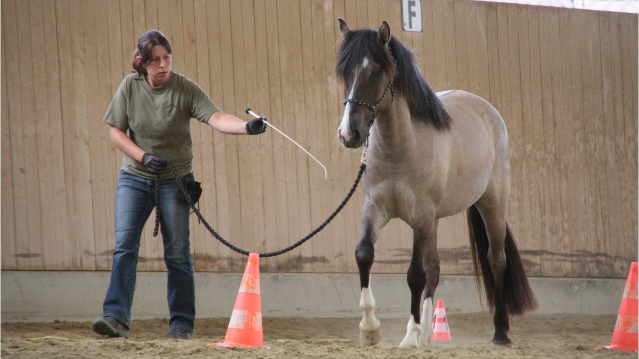 Eine klare Kommunikation mit dem Partner Pferd ist wichtig.